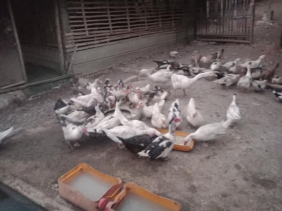 Feeding the ducks