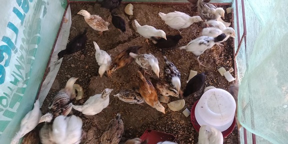 Feeding the chickens